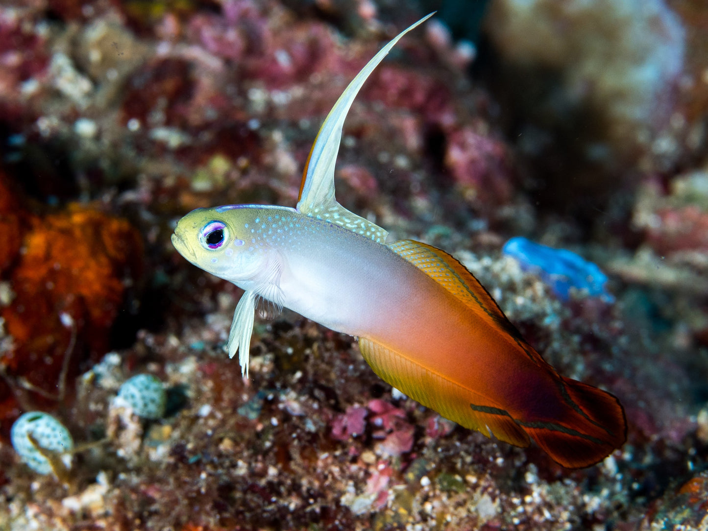 Red Firefish Goby