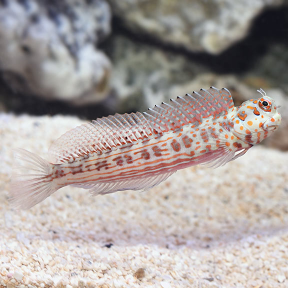 Red Spotted Blenny